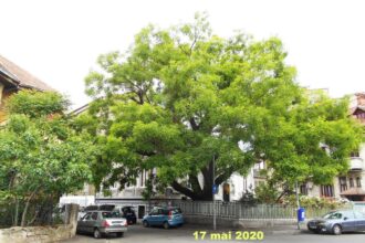 bucuresti stiri mici oras mare 6a19096f76c40