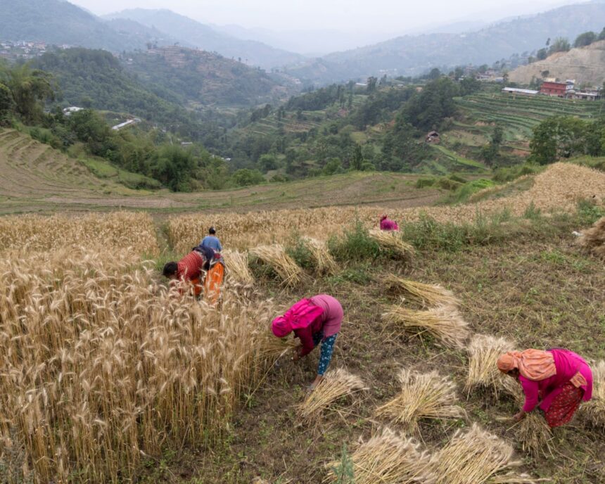 free up fertiliser supplies to avert global food crisis yvette cooper urges 6a0c3bc207205