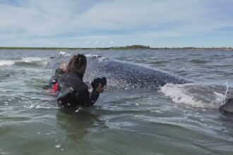 german minister defends decision to allow attempt to rescue whale timmy 6a09ef710763a