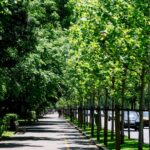 festivalul international de folclor muzici si traditii in bucuresti anulat dispar si restrictiile de trafic din weekend de pe kiseleff 6a3522cdef691