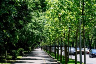 festivalul international de folclor muzici si traditii in bucuresti anulat dispar si restrictiile de trafic din weekend de pe kiseleff 6a3522cdef691