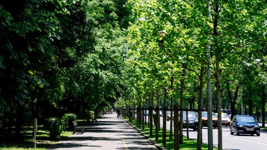 festivalul international de folclor muzici si traditii in bucuresti anulat dispar si restrictiile de trafic din weekend de pe kiseleff 6a3522cdef691