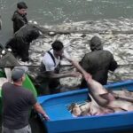 foto herastrau golit barci pline ochi cu peste sute de kilograme scoase cu plasa din mal firma care le ridica plateste orasului 833 de dolari pe luna pe tot lacul 77 de hectare 6a29dbd9aa3a8