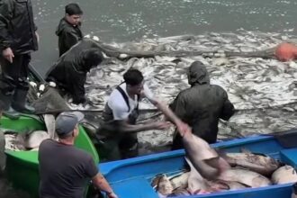 foto herastrau golit barci pline ochi cu peste sute de kilograme scoase cu plasa din mal firma care le ridica plateste orasului 833 de dolari pe luna pe tot lacul 77 de hectare 6a29dbd9aa3a8