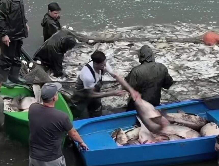 foto herastrau golit barci pline ochi cu peste sute de kilograme scoase cu plasa din mal firma care le ridica plateste orasului 833 de dolari pe luna pe tot lacul 77 de hectare 6a29dbd9aa3a8