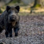 foto mesaj ro alert in pipera unde un porc mistret umbla liber nu incercati sa va apropiati de animal 6a2843df38d4f