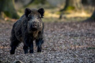 foto mesaj ro alert in pipera unde un porc mistret umbla liber nu incercati sa va apropiati de animal 6a2843df38d4f