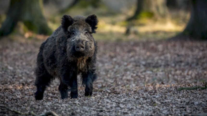 foto mesaj ro alert in pipera unde un porc mistret umbla liber nu incercati sa va apropiati de animal 6a2843df38d4f