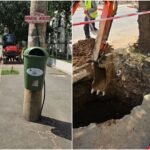 foto mesajul pentru dl ciucu de pe mihalache cand reveniti din singapore sa promovati si bune practici pe santiere inclusiv masuri de protejare a radacinilor arborilor 6a324781977d1