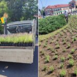 foto mii de fire de lavanda se planteaza in parcurile administrate de primaria capitalei azi in parcul tineretului 6a2d1dc13729f