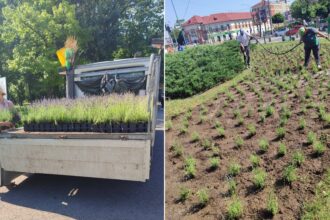 foto mii de fire de lavanda se planteaza in parcurile administrate de primaria capitalei azi in parcul tineretului 6a2d1dc13729f