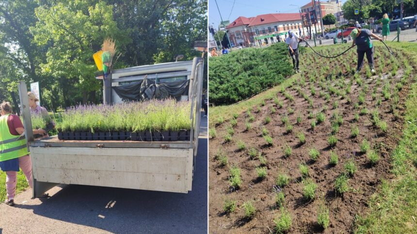 foto mii de fire de lavanda se planteaza in parcurile administrate de primaria capitalei azi in parcul tineretului 6a2d1dc13729f