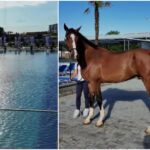 video clanul camataru si a deschis un bazin olimpic in ferentari are si jacuzzi in care incap 20 de oameni spoiler la intrare nu sunt canguri e casa de bilete 6a38ed33dc868