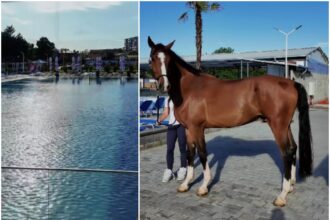 video clanul camataru si a deschis un bazin olimpic in ferentari are si jacuzzi in care incap 20 de oameni spoiler la intrare nu sunt canguri e casa de bilete 6a38ed33dc868