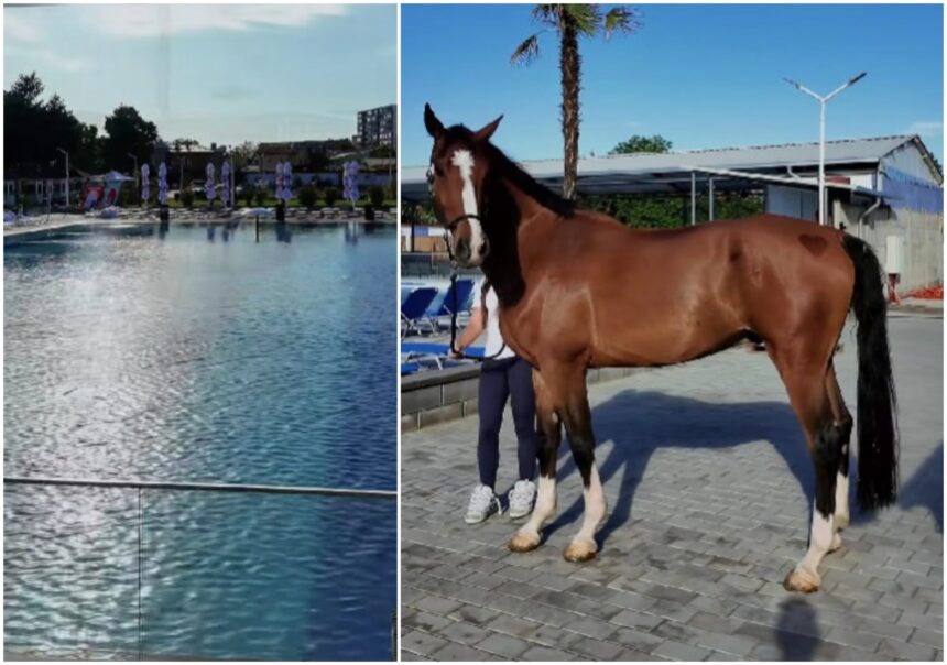 video clanul camataru si a deschis un bazin olimpic in ferentari are si jacuzzi in care incap 20 de oameni spoiler la intrare nu sunt canguri e casa de bilete 6a38ed33dc868