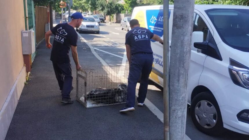 aspa bucuresti angajeaza sef serviciu interventii si sofer cv urile se depun pana pe 17 iulie 6a4d162921e1d