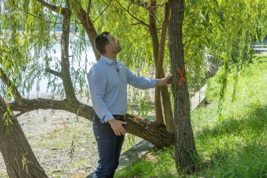foto ciprian ciucu contempland un copac pe care era scris x intrebandu se unde sa puna 0 primarul capitalei a verificat azi personal copacii de pe malul lacului herastrau 6a565e95d985e