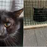 foto f09f9088e2ac9b black misu locatarul ilicit de la metrou pisoiul a zabovit vreo 4 ani in tunelurile de la statia titan acum a fost scos la lumina si adoptat 6a5e0136c6553