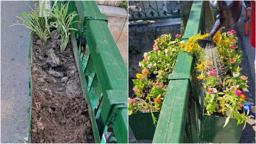 foto jardinierele de pe dambovita sunt reumplute cu flori unii trecatori nu si fac doar selfie cu ele ci si iau din plante acasa 6a525bfedbf62