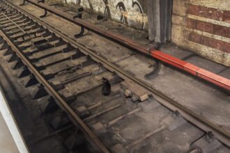 foto o pisica s a pierdut pe sinele din statia de metrou titan un bucurestean cere ajutor pentru a o scoate de acolo 6a53918127a5f