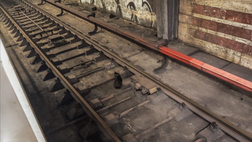 foto o pisica s a pierdut pe sinele din statia de metrou titan un bucurestean cere ajutor pentru a o scoate de acolo 6a53918127a5f
