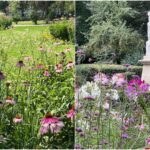 foto solutia ieftina si ecologica recomandata de ciucu pentru primariile de sector au aparut primele pajisti urbane in cismigiu vor mai urma altele prin bucuresti 6a538373480a2