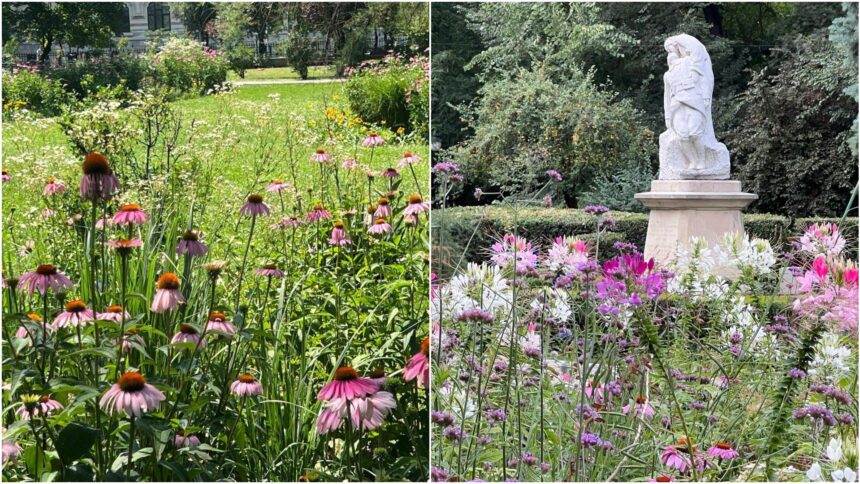 foto solutia ieftina si ecologica recomandata de ciucu pentru primariile de sector au aparut primele pajisti urbane in cismigiu vor mai urma altele prin bucuresti 6a538373480a2