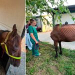 foto un cal epuizat si subnutrit s a prabusit pe o strada din berceni proprietarul are acum dosar penal pentru rele tratamente asupra animalelor 6a68c5a18ebf3