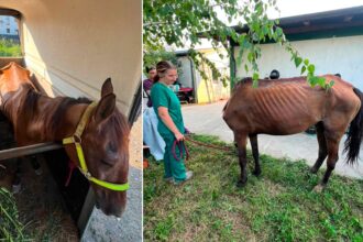 foto un cal epuizat si subnutrit s a prabusit pe o strada din berceni proprietarul are acum dosar penal pentru rele tratamente asupra animalelor 6a68c5a18ebf3