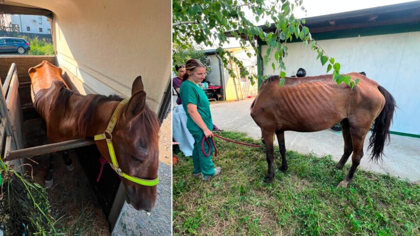 foto un cal epuizat si subnutrit s a prabusit pe o strada din berceni proprietarul are acum dosar penal pentru rele tratamente asupra animalelor 6a68c5a18ebf3
