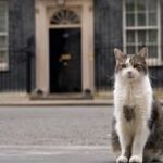 pisica larry ramane sefa in downing street premierul uk nu isi aduce cainele axel la resedinta 6a6771babc3f6