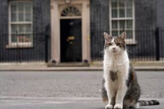 pisica larry ramane sefa in downing street premierul uk nu isi aduce cainele axel la resedinta 6a6771babc3f6