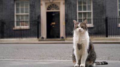 pisica larry ramane sefa in downing street premierul uk nu isi aduce cainele axel la resedinta 6a6771babc3f6