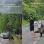 video un urs a mirosit temeinic gamba unui turist oprit pe transfagarasan turistul era captivat de telefon apoi internetul s a certat daca e ai nu e ai e romania in iulie 6a68d38dcf94e