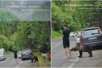 video un urs a mirosit temeinic gamba unui turist oprit pe transfagarasan turistul era captivat de telefon apoi internetul s a certat daca e ai nu e ai e romania in iulie 6a68d38dcf94e