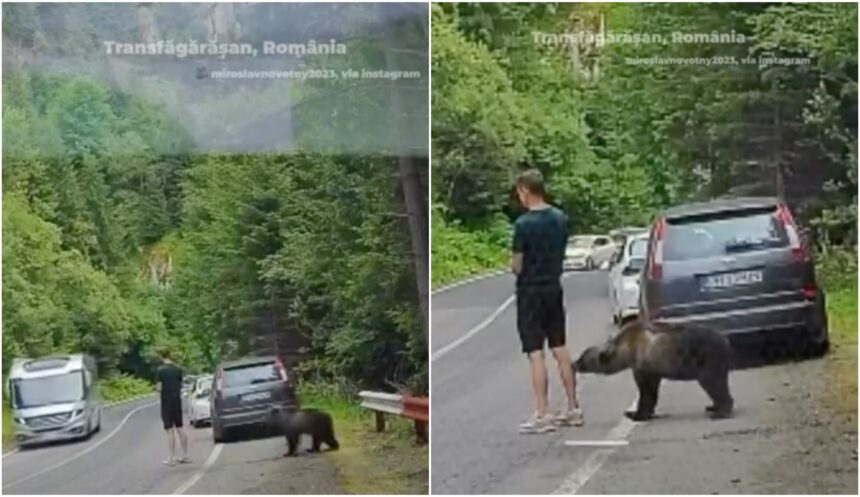 video un urs a mirosit temeinic gamba unui turist oprit pe transfagarasan turistul era captivat de telefon apoi internetul s a certat daca e ai nu e ai e romania in iulie 6a68d38dcf94e