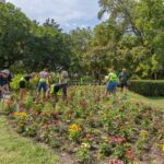 foto peste 1 000 de flori noi au fost plantate in parcul cismigiu despre multe dintre ele pmb spune ca traiesc cu anii si ofera frumusete de la un sezon la altul 6a8d3b94b7b0a