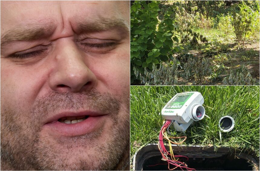 primarul ciucu striga in noapte sabotaj la sala palatului au disparut baterii ale sistemului de irigatii s au uscat floricele si are doua scenarii furt sau mana criminala 6a83f3734c43f