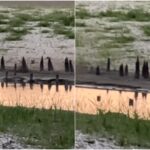 video descoperiri arheologice pe fundul lacului herastrau vechile podete pe care bucurestenii le foloseau au iesit la lumina si asta nu e tot 6a6dfdb01be52
