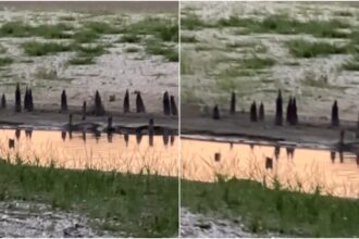 video descoperiri arheologice pe fundul lacului herastrau vechile podete pe care bucurestenii le foloseau au iesit la lumina si asta nu e tot 6a6dfdb01be52