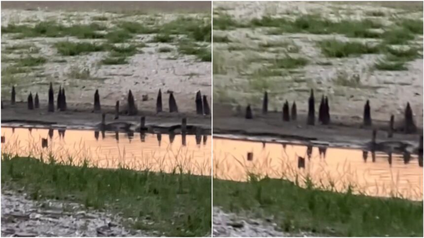 video descoperiri arheologice pe fundul lacului herastrau vechile podete pe care bucurestenii le foloseau au iesit la lumina si asta nu e tot 6a6dfdb01be52